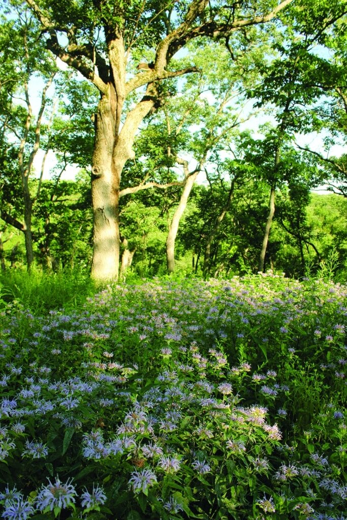 3.bs Wild Bergamot In Woodland Lincoln Glade Unit Crsp 6 2013 14