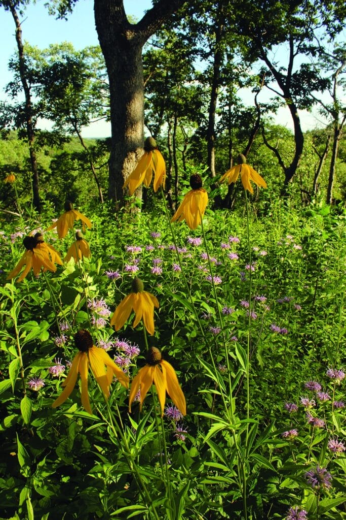 4.bs Gray Headed Coneflower & Wild Bergamot In Woodland Lincoln Glade Unit Crsp