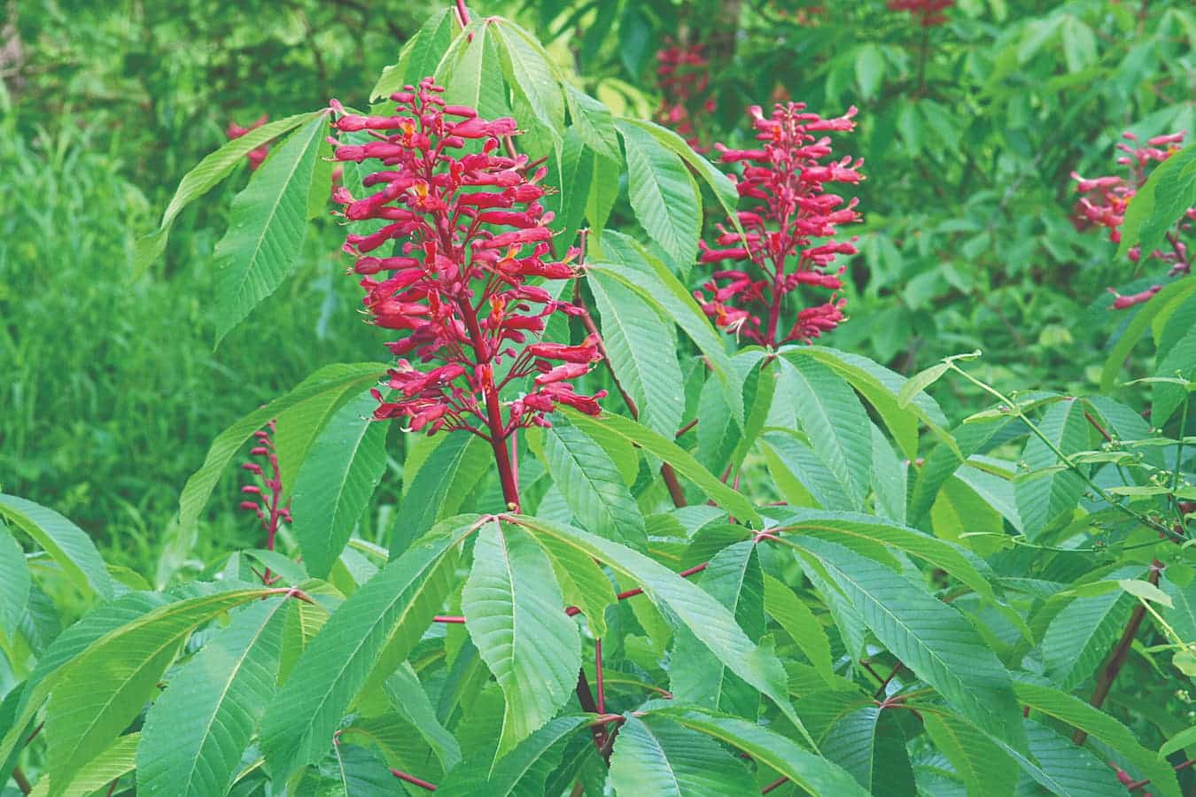 Aesculus Pavia.cmyk .merv 5221 Mervin Wallace Beauty 4 1