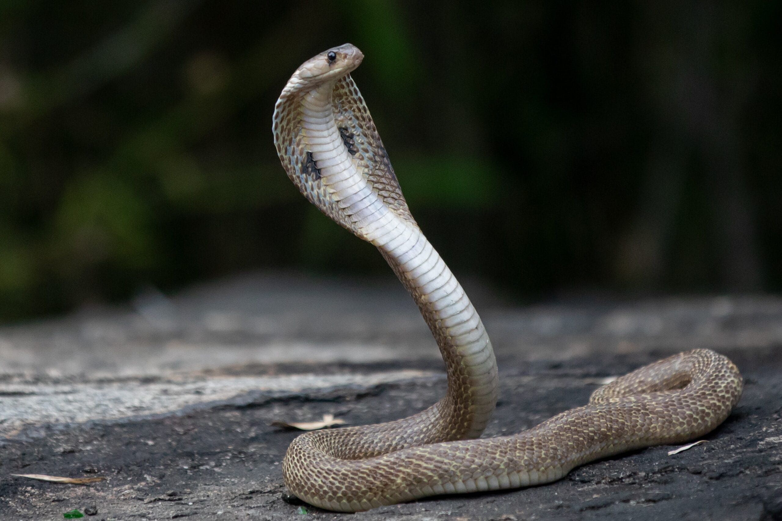 August 15 Cobra Photo Credit Anil Sharma Via Pexels