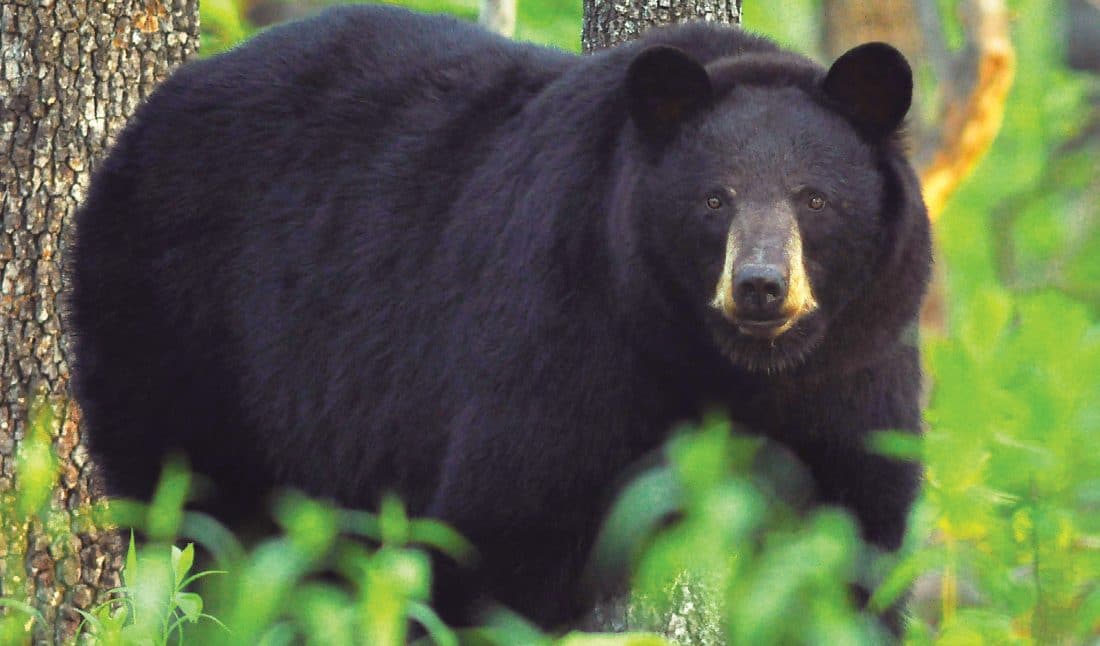 Large Missouri Black Bear staring into camera