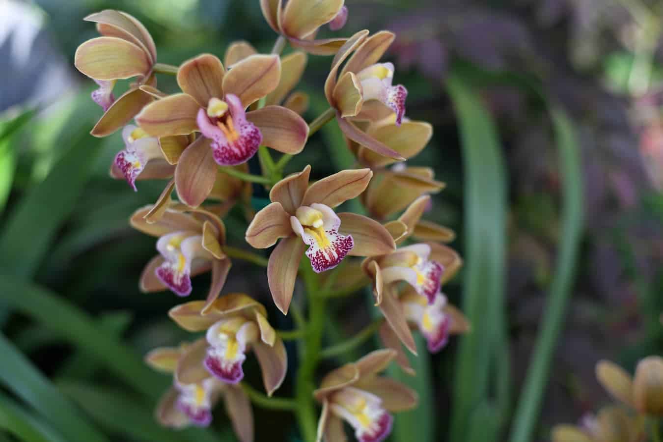 Cymbidium Maluka 1