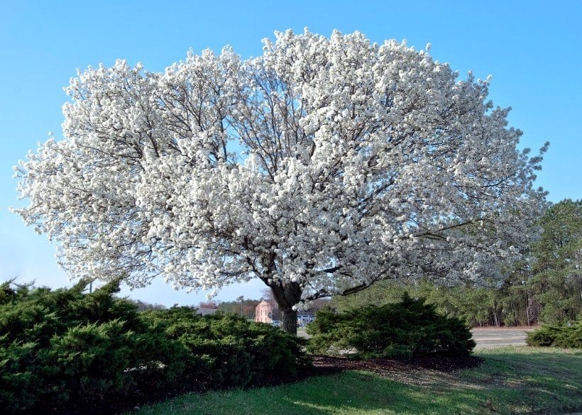 Dogwood Tree Main