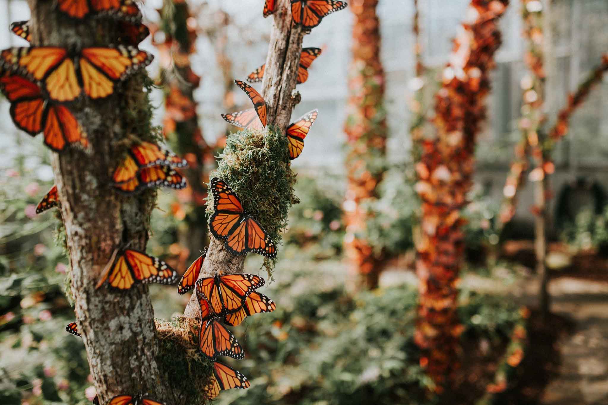 Festofbutterflies Opener