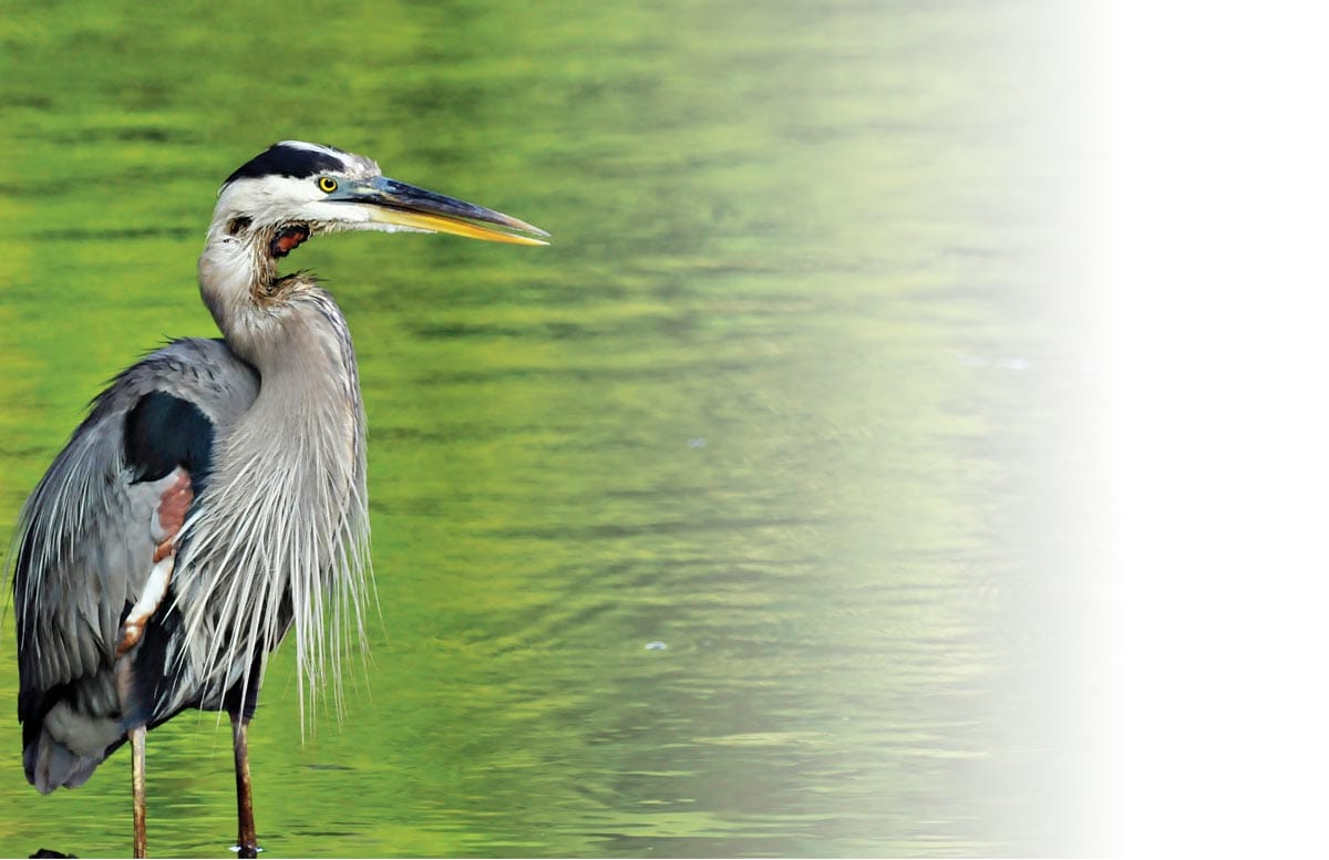 Wild bird on river