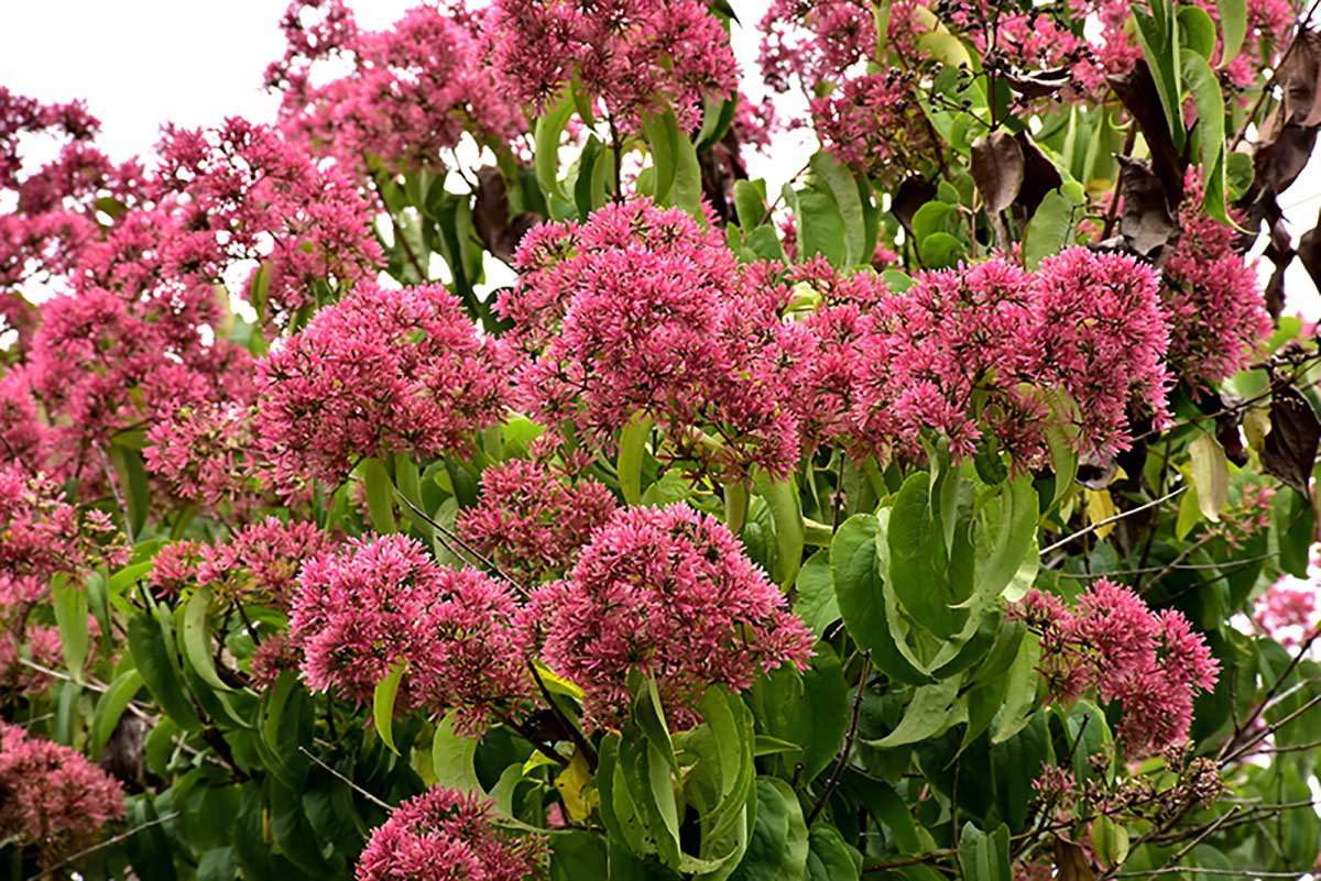 Pink Heartbreaker, a new variety of redbud tree.