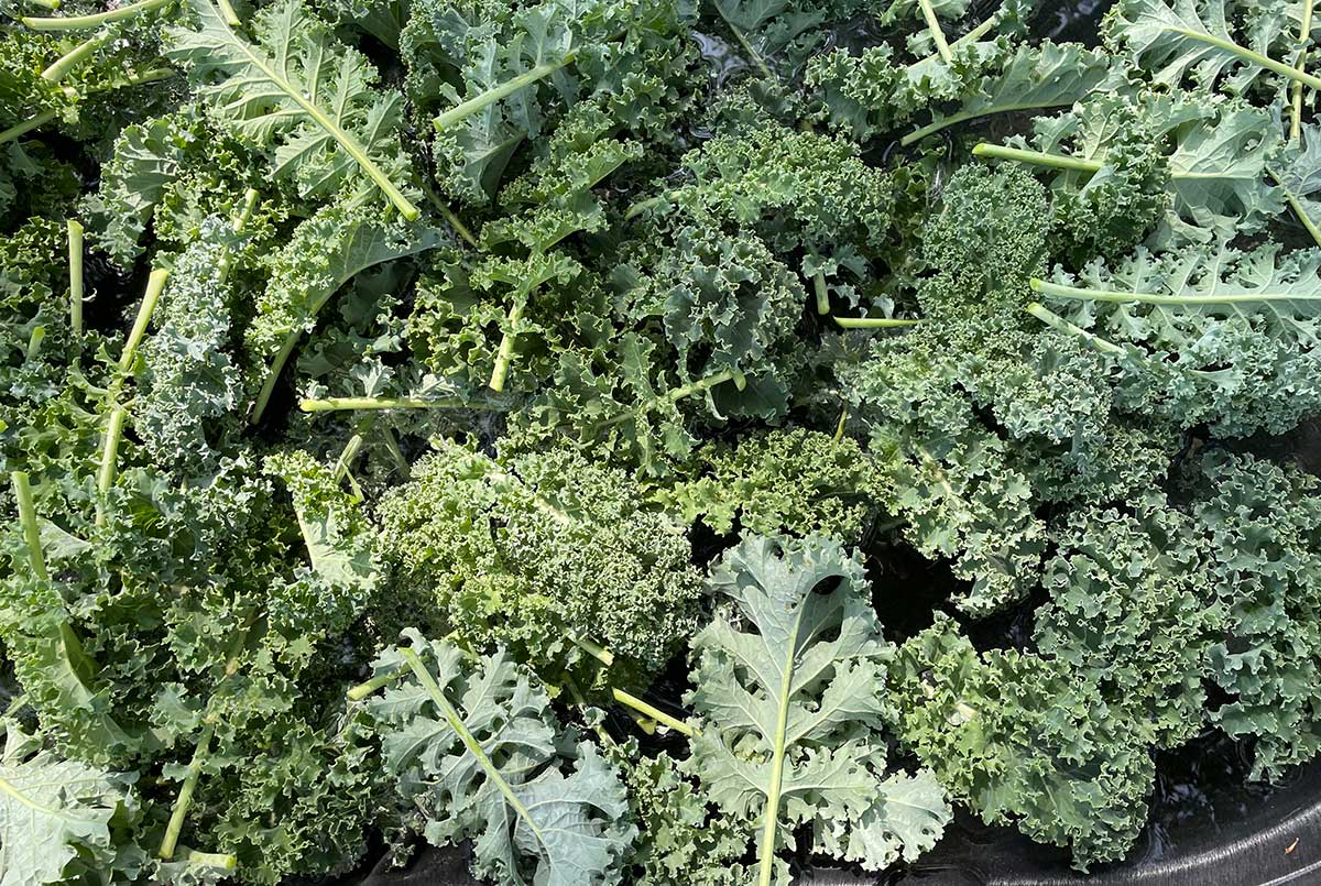 Ml Web Salus Kale Crop Heru Urban Farming