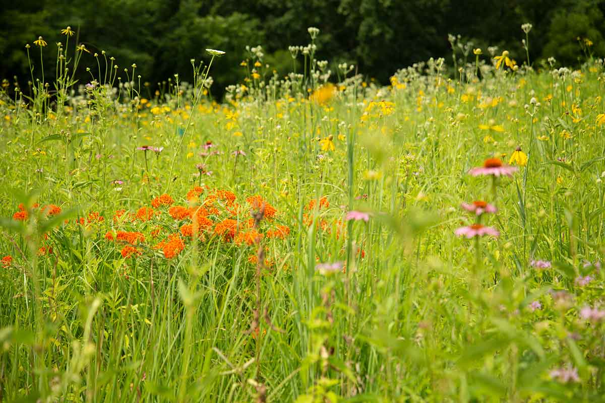 Prairie Birthday Opener