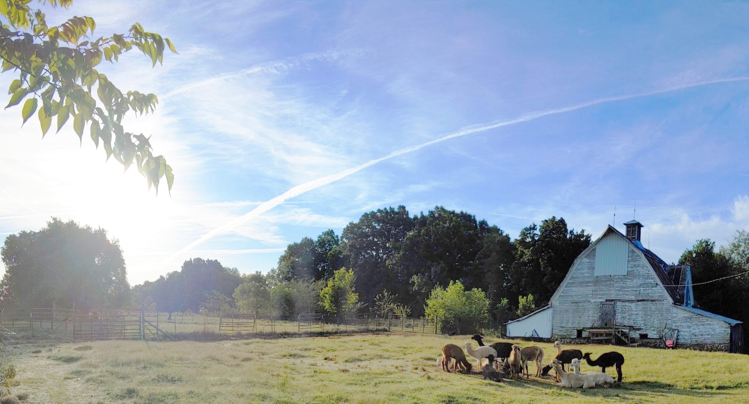 Alpaca Farm