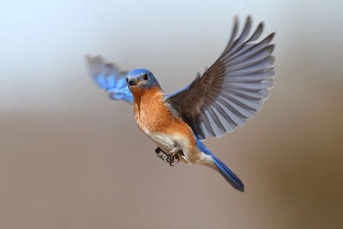 Bluebird In Flight 1