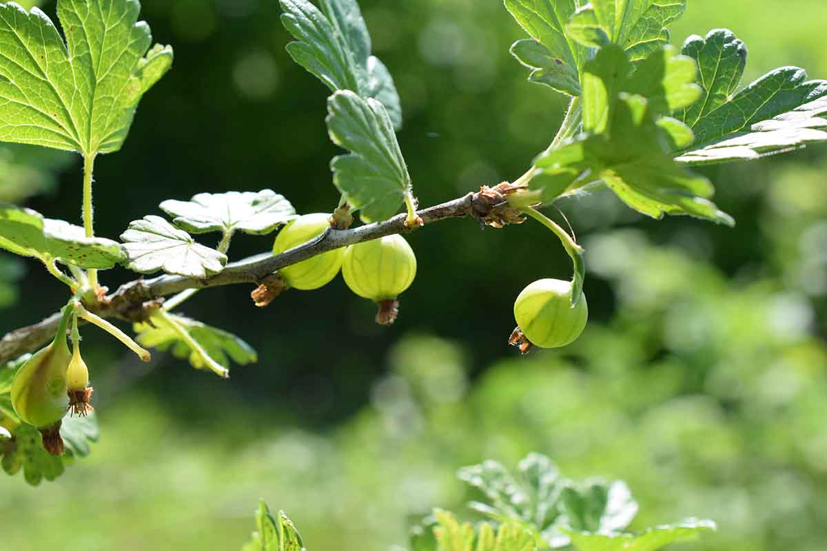 Gooseberries