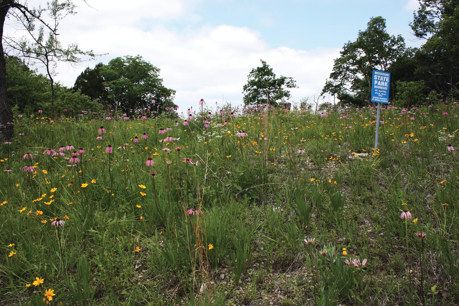 A vast, open field of Tickseed Coreopsis Glade Coneflowers at Sandy Creek Covered Bridge State Historic Site.