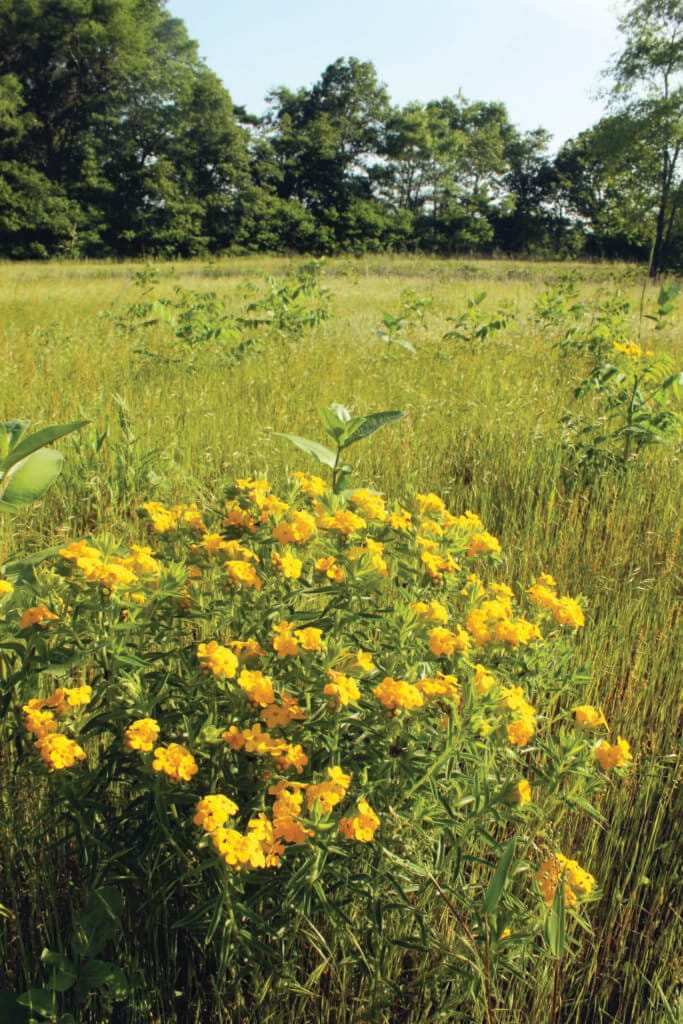 Bs Plains Puccoon Sand Prairie Veg Iliniwek Village Shs 5 2013 (2)