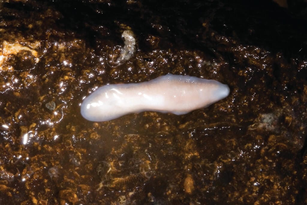 Rockbrpinkplanarian 01