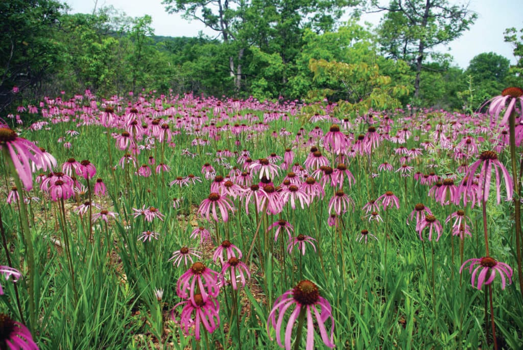 A Sea Of Glade Coneflowers On A Glade At The Park