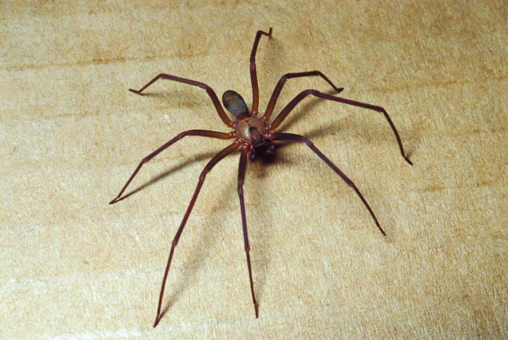 Jpeg web brown recluse 07credit mdc